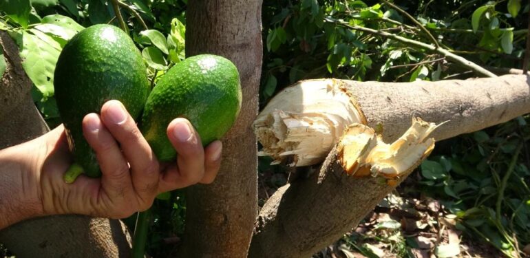 10 yıllık emek gitti: Avokado hırsızları ağacı baltayla kesti