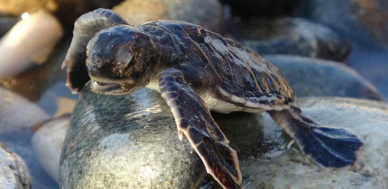 Sona kalan caretta caretta yavruları denizle buluşturuldu