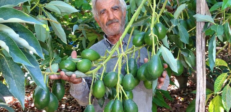 Kilosu 40 TL olan hırsızların gözdesi avokadoda hasat başladı