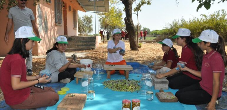 Topladıkları zeytinleri salamura yapan öğrenciler satıp okullarına katkı sunacak