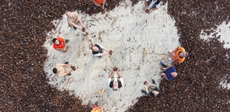 Yanan ormanlar 450 milyon adet tohumla tekrar yeşerecek