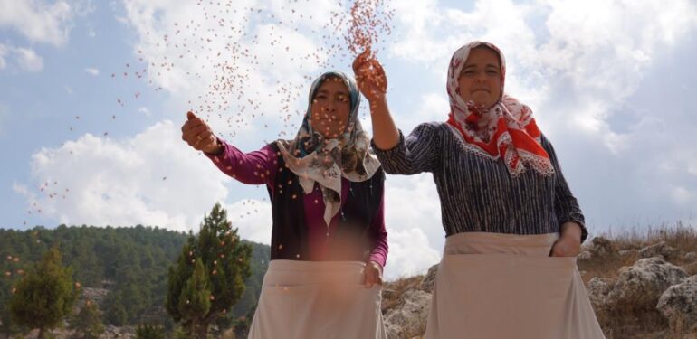 Ücretsiz tohum ve ekimle Toroslar’da boş tarlalar üretime katılıyor