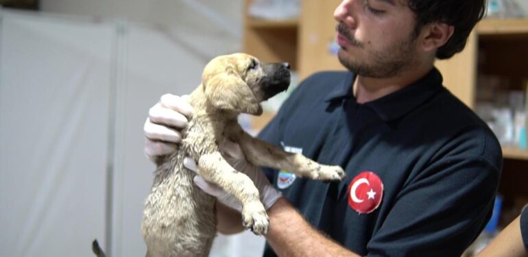 Ölüme terk edilen yavru köpeklere Tarsus Belediyesi sahip çıktı