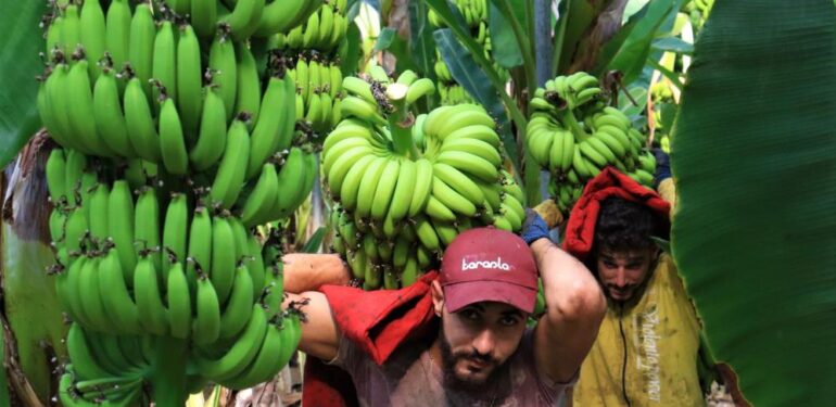 Markette ithali 50, yerlisi 25 TL: Muzda hasat başladı, bahçede kilosu 13 TL