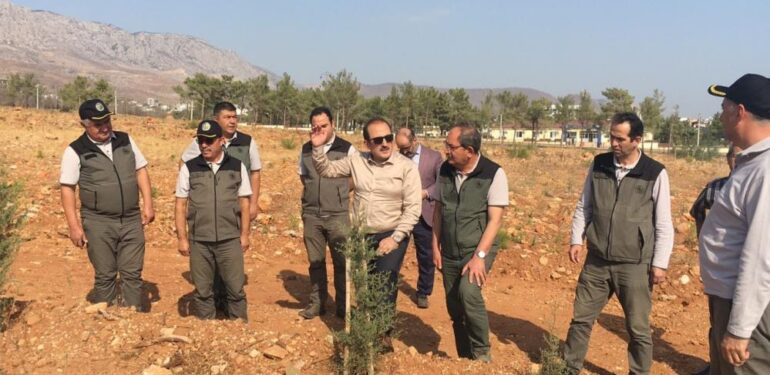 Milyonlarca tohum toprakla buluşmaya başladı, yanan ormanlar tekrar yeşerecek