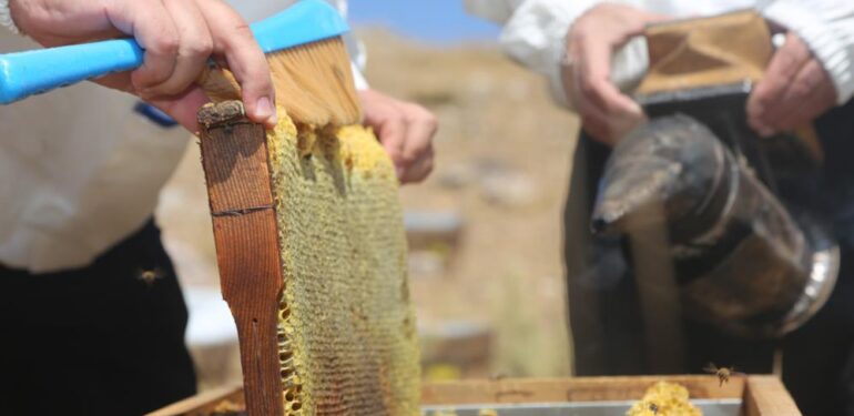 Yurt dışında kilosu 500 Dolar : Eğriçayır yaylası balının Anti Mikrobiyal olduğu tescillendi