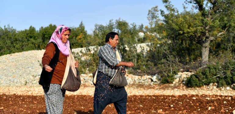 Mersin’de 12 mahallede yerel buğday üretilecek