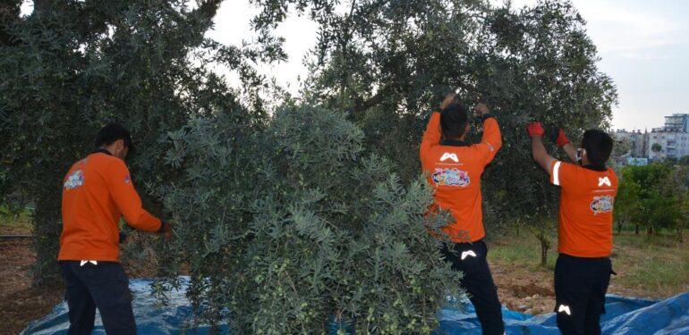 Vatandaşın zeytini sofrasına geliyor