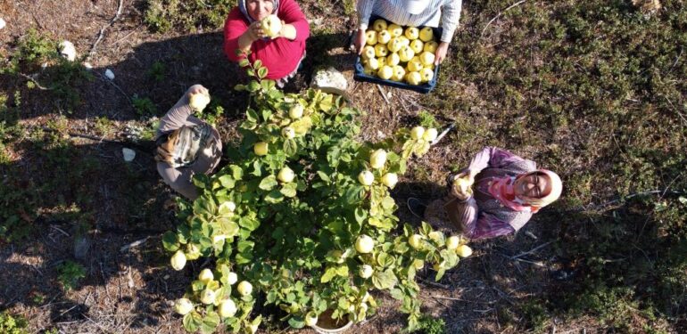 Atıl arazi genç çiftçi ile tarıma kazandırıldı, her bir ağacı 25-30 kilo meyve veriyor