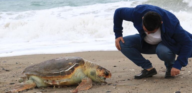 Mersin’de ölü Caretta caretta sahile vurdu