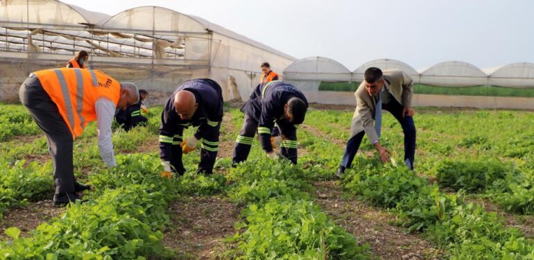 Akdeniz’de toprakla buluşturulan maralfalfa bitkisi çelikleri yeşerdi