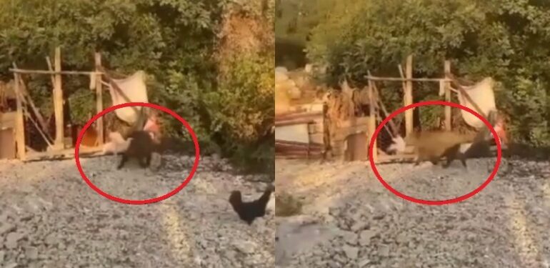 Bahçelere zarar veren domuzlar artık tavukları götürmeye başladı