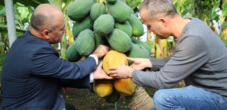 Örtü altında papaya üretimi denendi, bir fidan 60 kilo ürün verdi