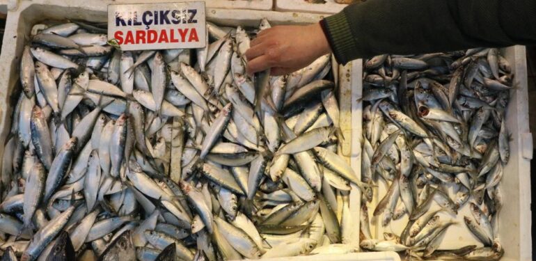 Akdeniz’de sardalya bereketi