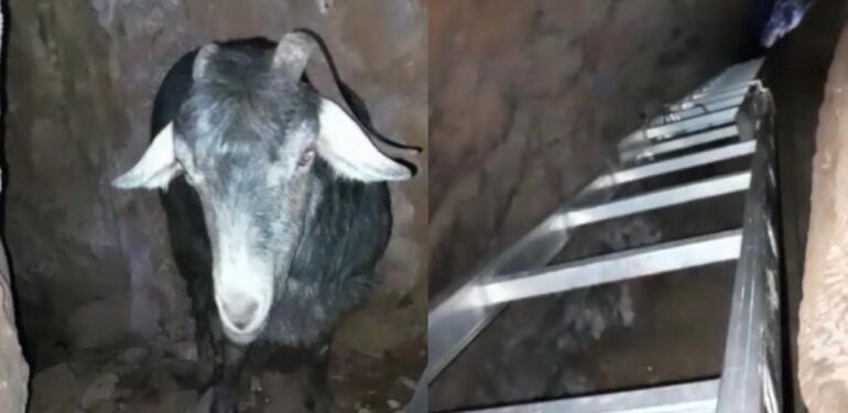 Mağarada keçi kurtarma operasyonu