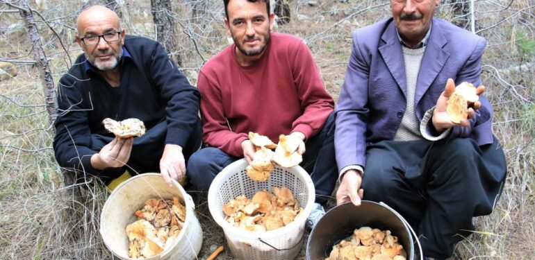Ormanın bereketi “Kanlıca mantarı”