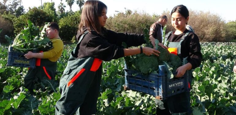 Üretime geçen tarım lisesi öğrencileri sebze hasadı yaptı