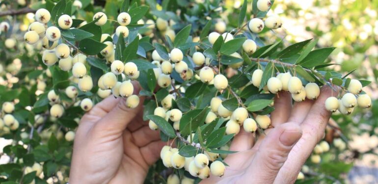 Tam bir şifa deposu: Bir ağacı 200 kiloya kadar ürün veriyor