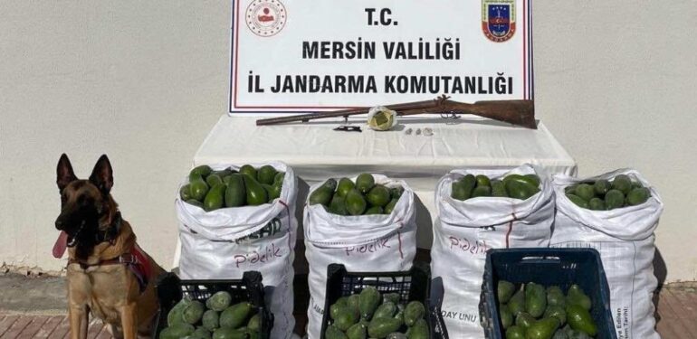 Avokado hırsızları jandarmadan kaçamadı