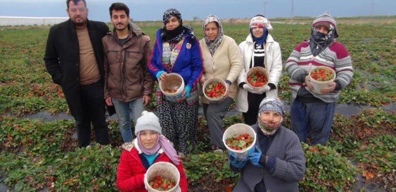 Mersin’de kış ortasında açıkta çilek hasadı yapıldı
