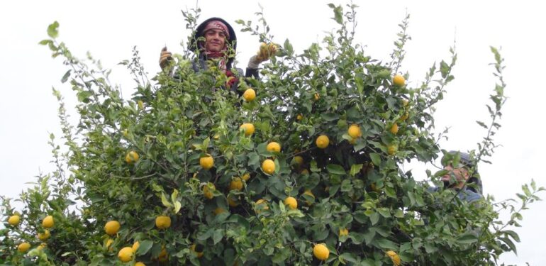 Mersin’de limon hasadı sürüyor