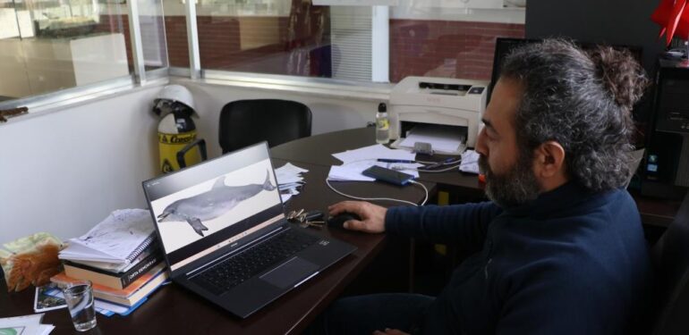 Uzmanından korkutan uyarı: “Yunus balıkları, önlem alınmazsa nesli tükenme tehlikesi altına girebilir”