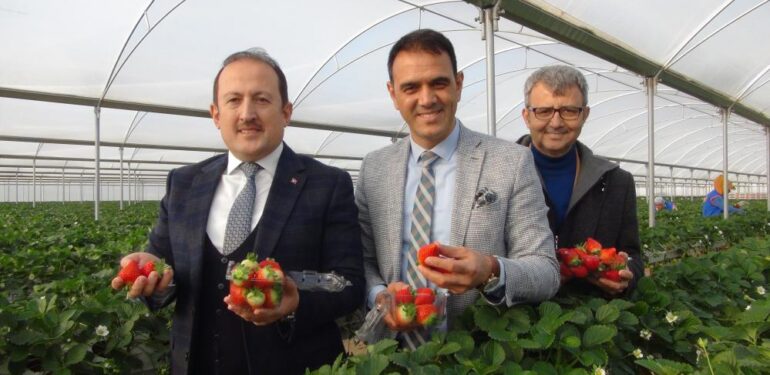 Vali Pehlivan, işçilerle birlikte hasat yaptı
