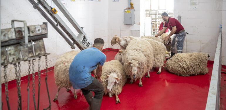 ŞEHİTLER ANISINA KURBAN KESİLDİ