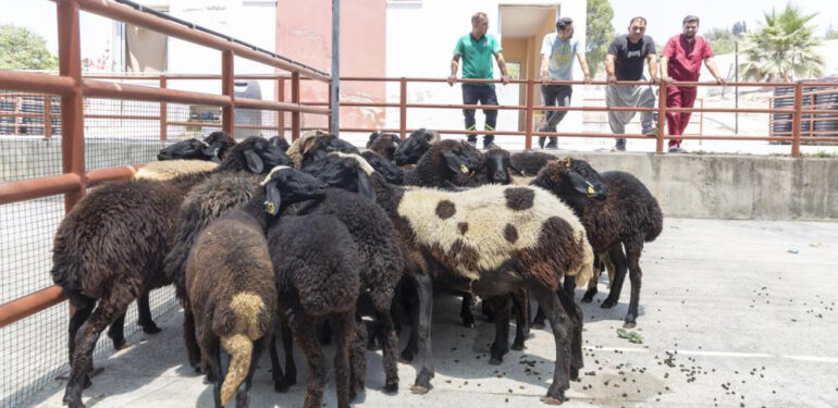 KÜÇÜKBAŞ HAYVAN DESTEĞİNDE GERİ TOPLAMALAR BAŞLADI