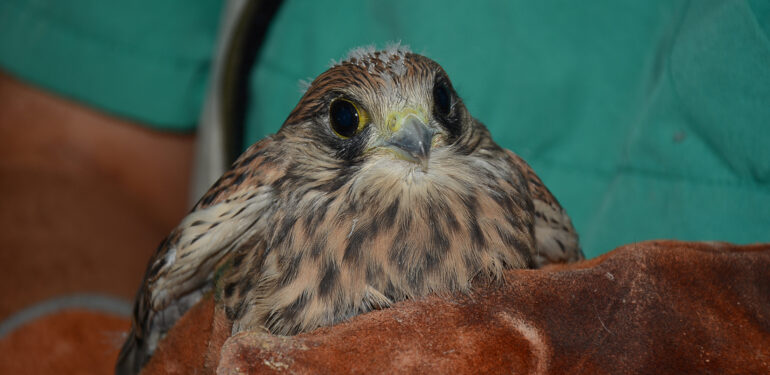 BİTKİN OLARAK BULUNAN KERKENEZ, KORUMA ALTINA ALINDI