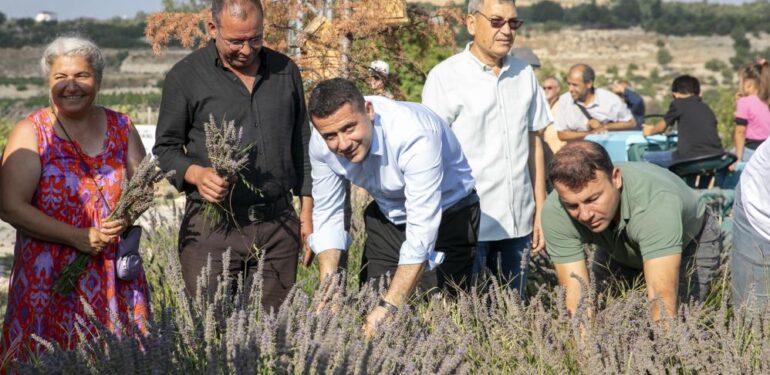 ÇALTIBOZKIR’DA LAVANTA HASAT ŞENLİĞİ