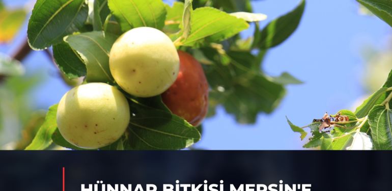 HÜNNAP BİTKİSİ MERSİN’E GELİR KAPISI OLDU