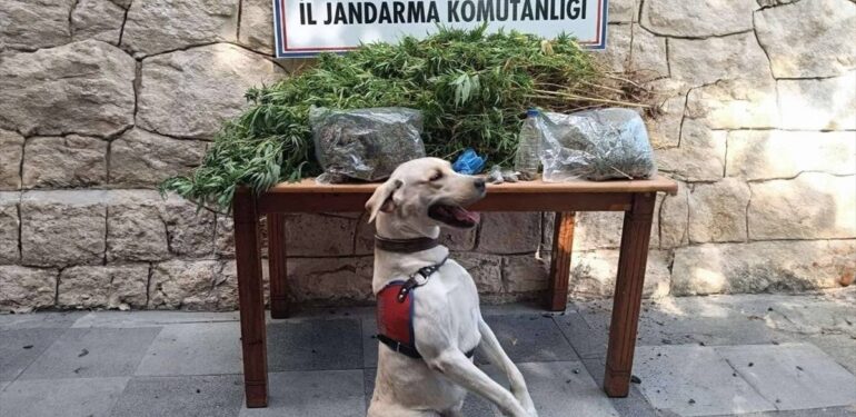 Mersin’de 3 Kilo Esrar ve 358 Kök Hint Keneviri Ele Geçirildi