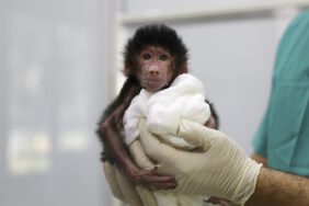 ANNE NAZO’NUN KABUL ETMEDİĞİ BABUN YAVRUSUNA MERSİN BÜYÜKŞEHİR EKİPLERİ BAKIYOR (4)