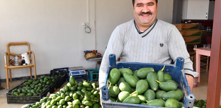 Avokado üreticileri hasat yaptı