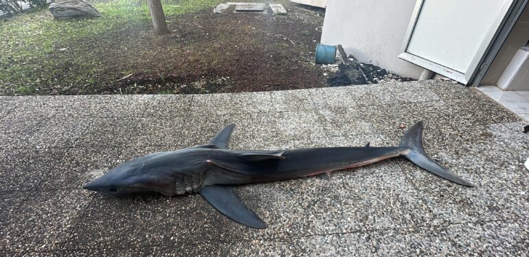Nesli tükenme tehlikesi altındaki mako köpek balığı karaya canlı vurdu