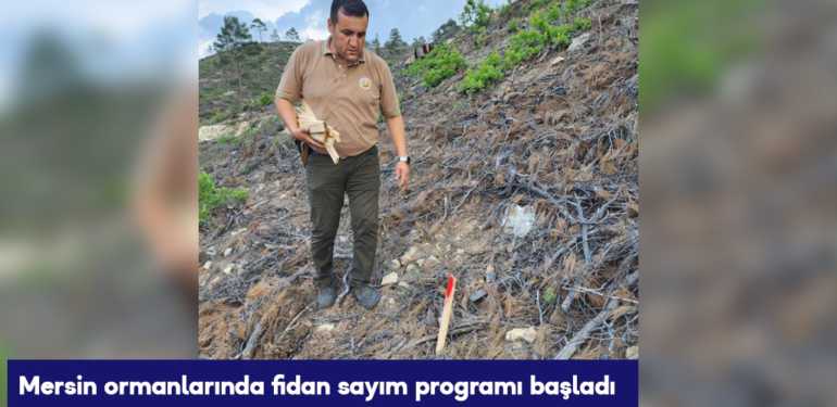 Mersin ormanlarında fidan sayım programı başladı