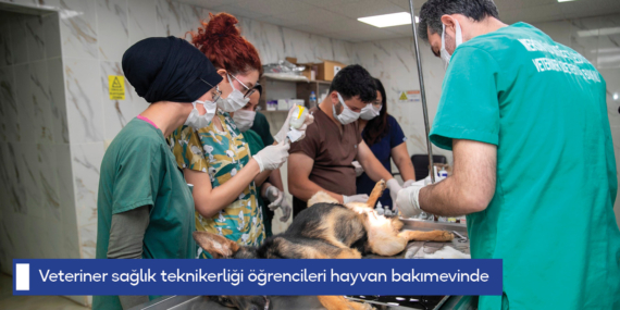 Veteriner sağlık teknikerliği öğrencileri hayvan bakımevinde staj görüyor
