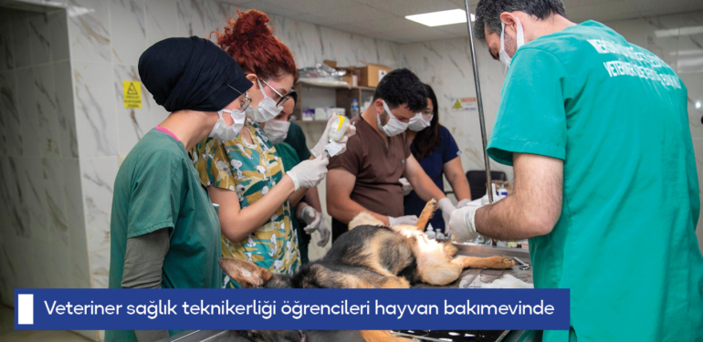 Veteriner sağlık teknikerliği öğrencileri hayvan bakımevinde staj görüyor