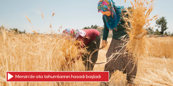 Mersin’de ata tohumlarının hasadı başladı