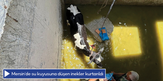 Mersin’de kuyuya düşen inekler kurtarıldı