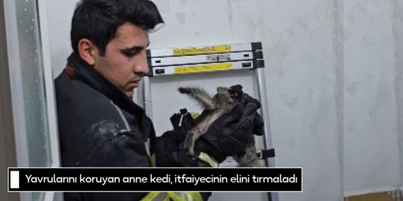 Yavrularını koruyan anne kedi, itfaiyecinin elini tırmaladı