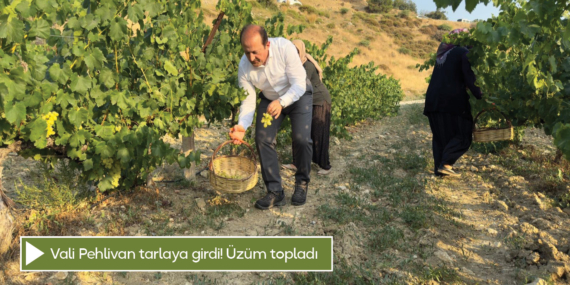 Vali Pehlivan tarlaya girdi! Üzüm topladı