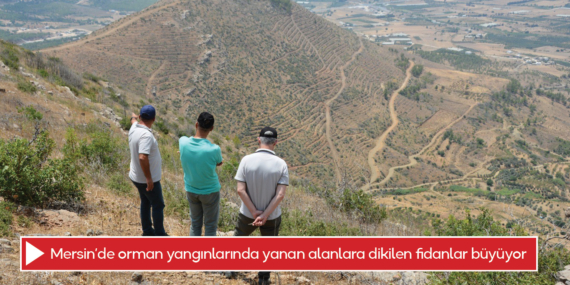 Mersin’de orman yangınlarında yanan alanlara dikilen fidanlar büyüyor