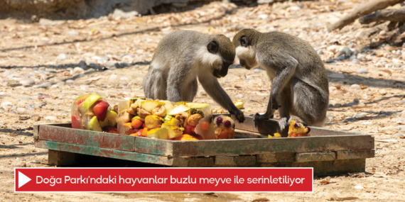 Doğa Parkı’ndaki hayvanlar buzlu meyve ile serinletiliyor