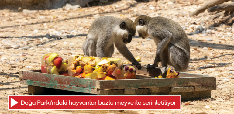 Doğa Parkı’ndaki hayvanlar buzlu meyve ile serinletiliyor