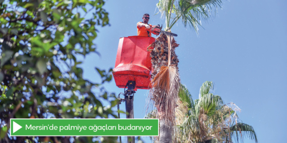 Mersin’de palmiye ağaçları budanıyor