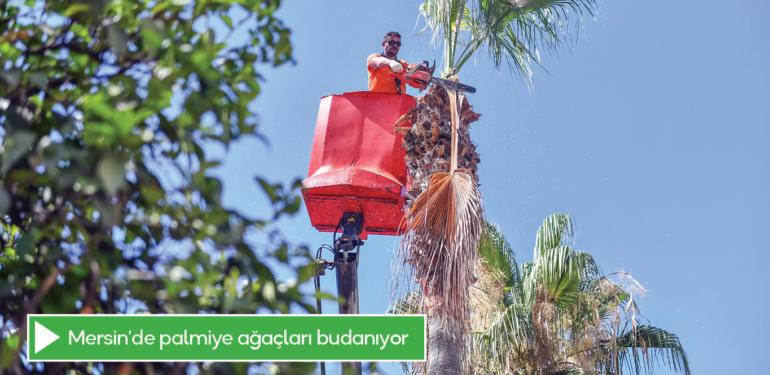 Mersin’de palmiye ağaçları budanıyor
