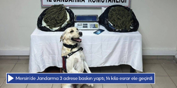Mersin’de Jandarma 3 adrese baskın yaptı, 14 kilo esrar ele geçirdi