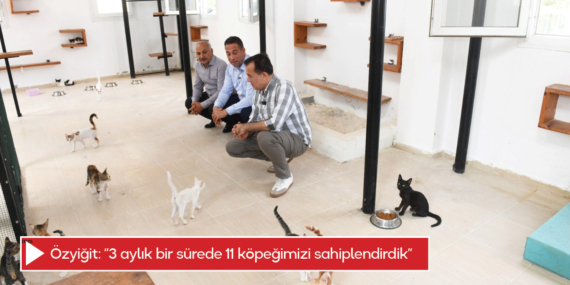 Özyiğit: “3 aylık bir sürede 11 köpeğimizi sahiplendirdik”